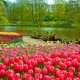 Jardins de Tulipas na Holanda - Campos de Tulipas na Holanda - Como visitar o Keukenhof Gardens - Jardim de Tulipas na Holanda - Onde ver as plantações