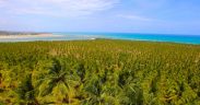 O que fazer na Praia do Gunga, Maceió - Alagoas - Passeio pelas falésias da Praia do Gunga - Como chegar na Praia do Gunga em Maceió - Alagoas