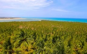 O que fazer na Praia do Gunga, Maceió - Alagoas - Passeio pelas falésias da Praia do Gunga - Como chegar na Praia do Gunga em Maceió - Alagoas